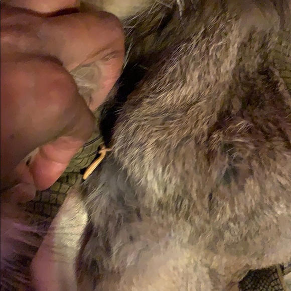 Fur Brown Multi Belted Short Coat - Picture 11 of 13